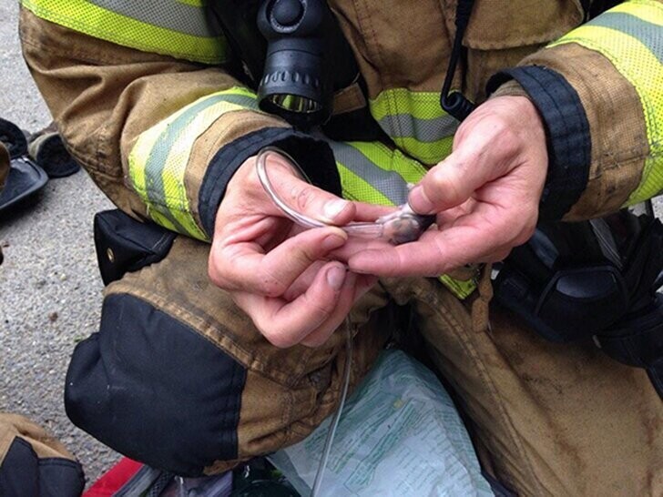 Пожарный дает дышать кислородом спасенным детенышам хомяка. 