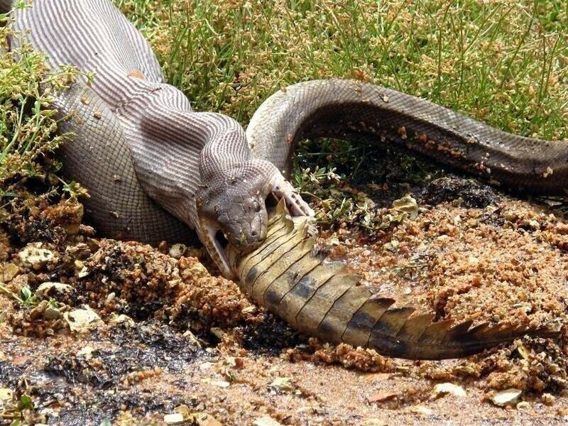 Как змеи едят животных, что в 3-4 раза шире их челюсти?