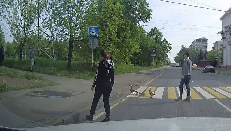 Жители Москвы помогли уткам перейти дорогу