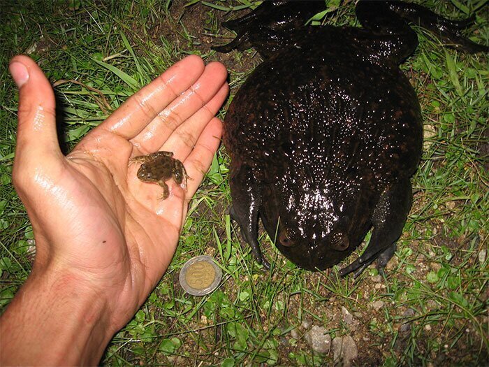 43. Одна из самых крупных и тяжелых лягушек в мире (до трех кг)