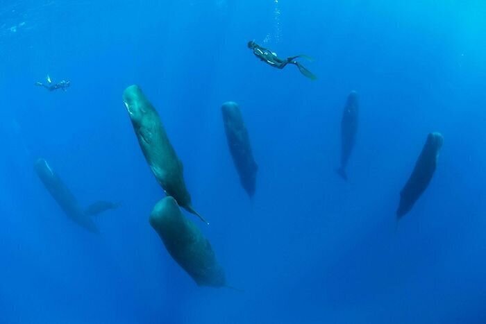 12. Не бойтесь. Это не подводный Стоунхендж, а спящие киты