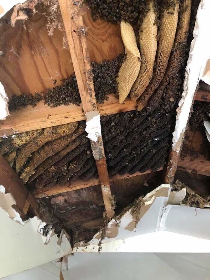 31. "В моем доме опять поселились пчелы. В стенах. Это уже в пятый раз"