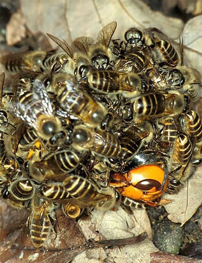 2. Пчелы убивают шершня, повышая температуру своих тел, чтобы "сварить" его заживо