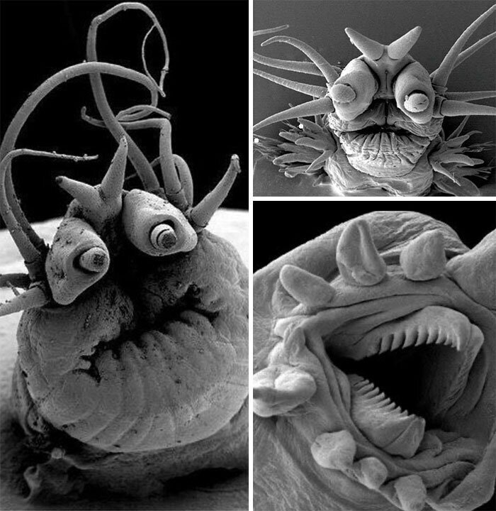 23. Глубоководные морские черви под электронным микроскопом