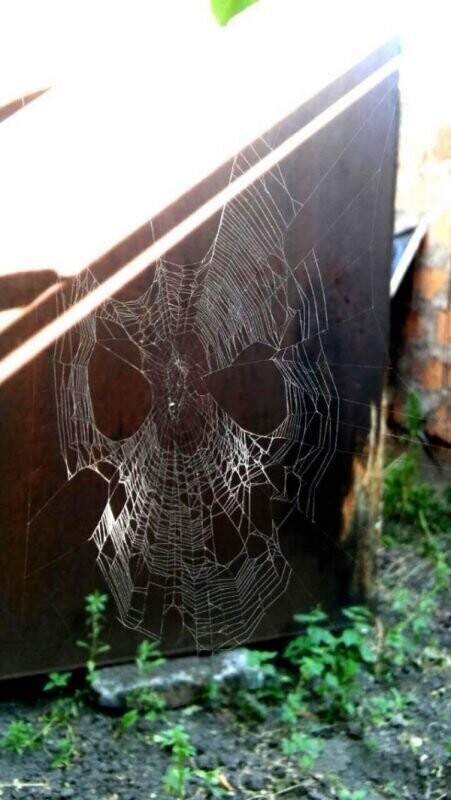 Кажется, этот паук задумал что-то нехорошее…