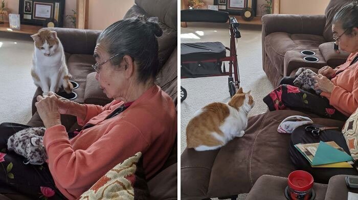 Кошка наблюдает, как бабушка зашивает ее любимую игрушку