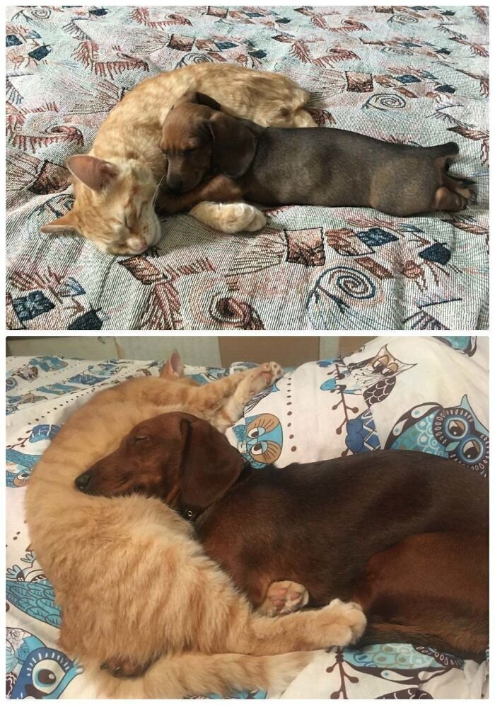"Они до сих пор обожают спать вместе"
