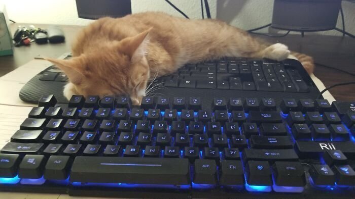 "Пришлось купить ему новую клавиатуру, чтобы я мог нормально работать"