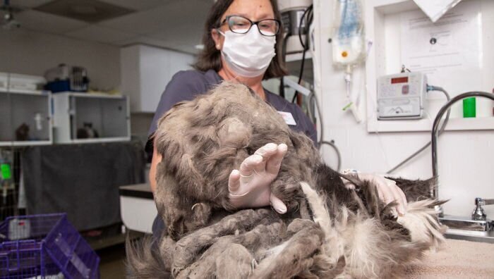 Сотрудники приюта с трудом нашли кошку под кучей свалявшейся шерсти