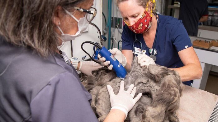 Сотрудники приюта с трудом нашли кошку под кучей свалявшейся шерсти