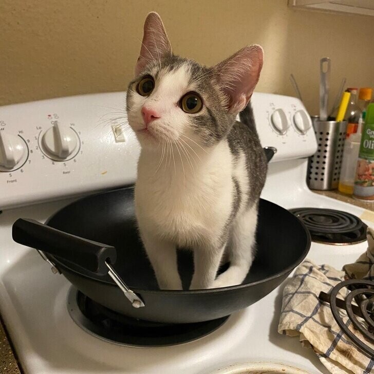 «Мой кот Джованни обожает помогать мне с готовкой»