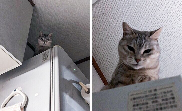 «Иногда, когда я захожу на кухню, кошка наблюдает за мной свысока с серьезным видом»