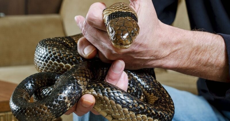 Идущий по краю: американец 20 лет экспериментировал с укусами ядовитых змей