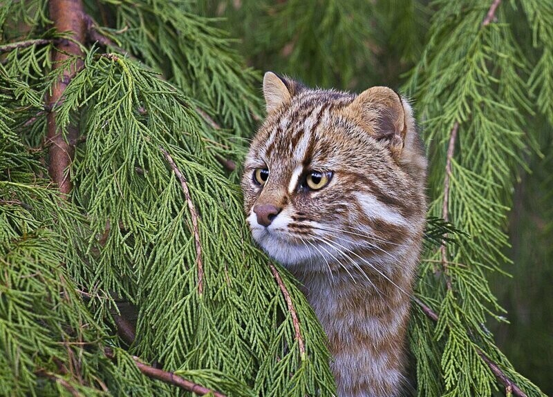 Лесные коты: дикие родственники домашних кошек