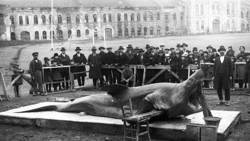 Акула пойманная около Стамбула. 1930-е