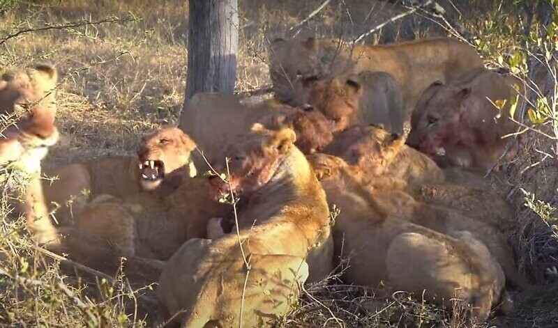 В ЮАР стадо слонов распугало львиный прайд, поедающий антилопу