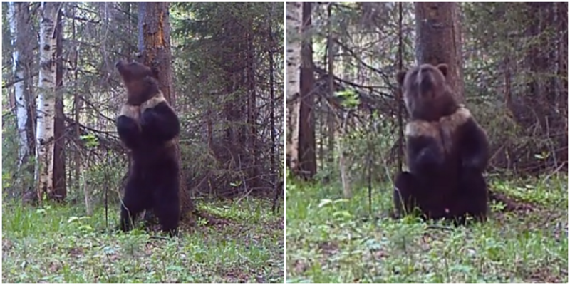 На Урале заметили медведя в жилетке
