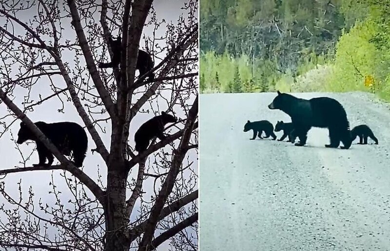 Семья медведей залезла на верхушку дерева отдохнуть