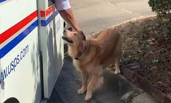 Это любовь: собака обожает почтальонов и каждый день ждет их у порога