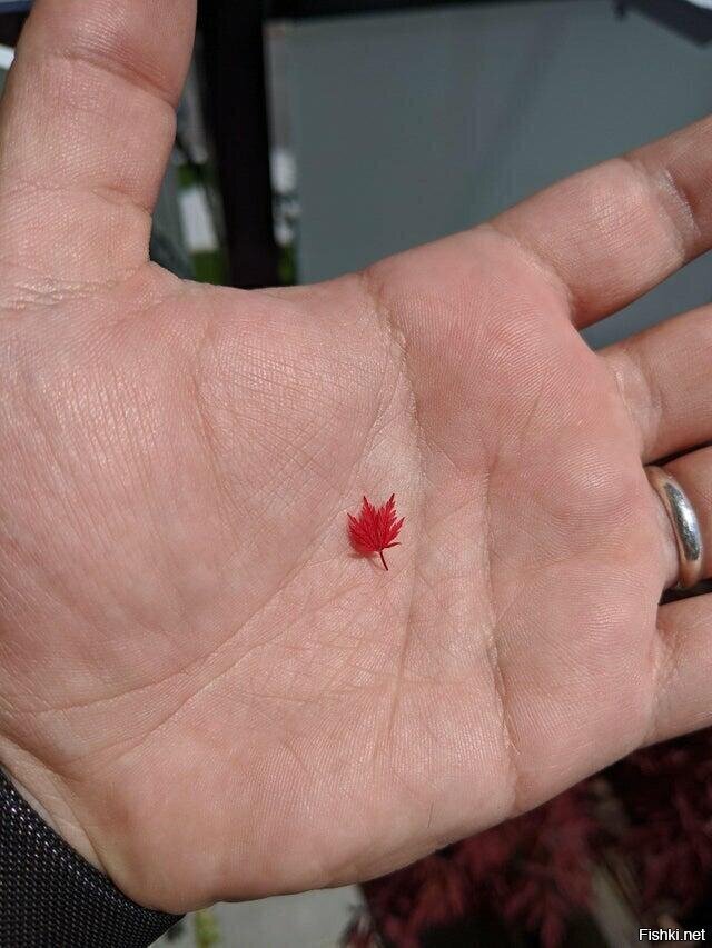 Это самый маленький кленовый лист, который я когда-либо видел"