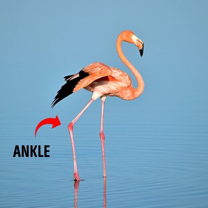 Фламинго сгибают ноги в лодыжке, а не в колене.