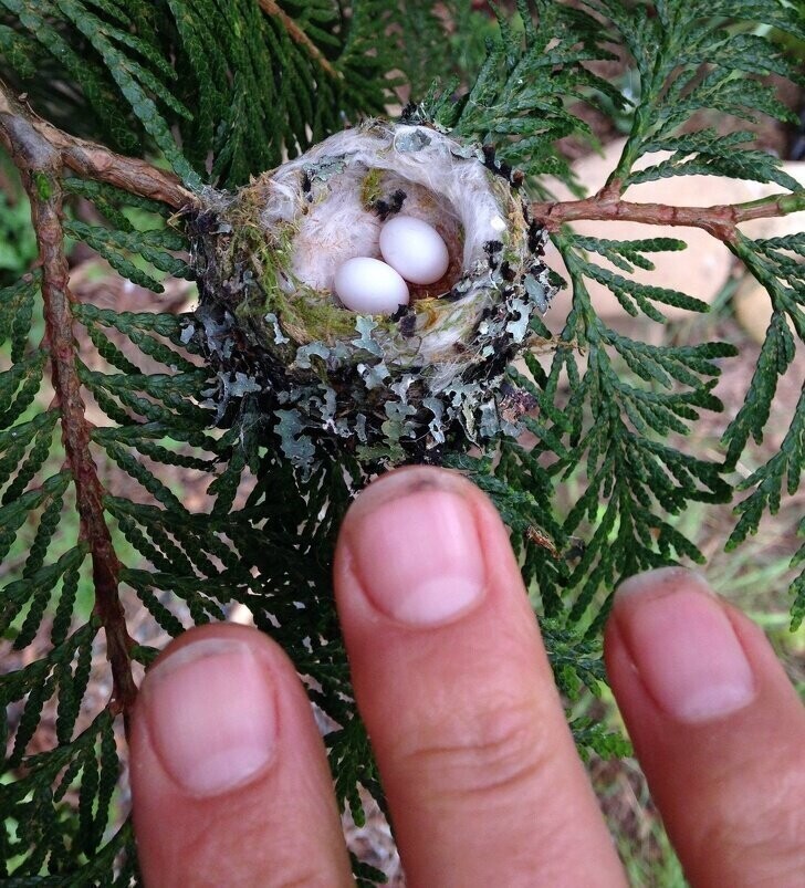 Яйца колибри.