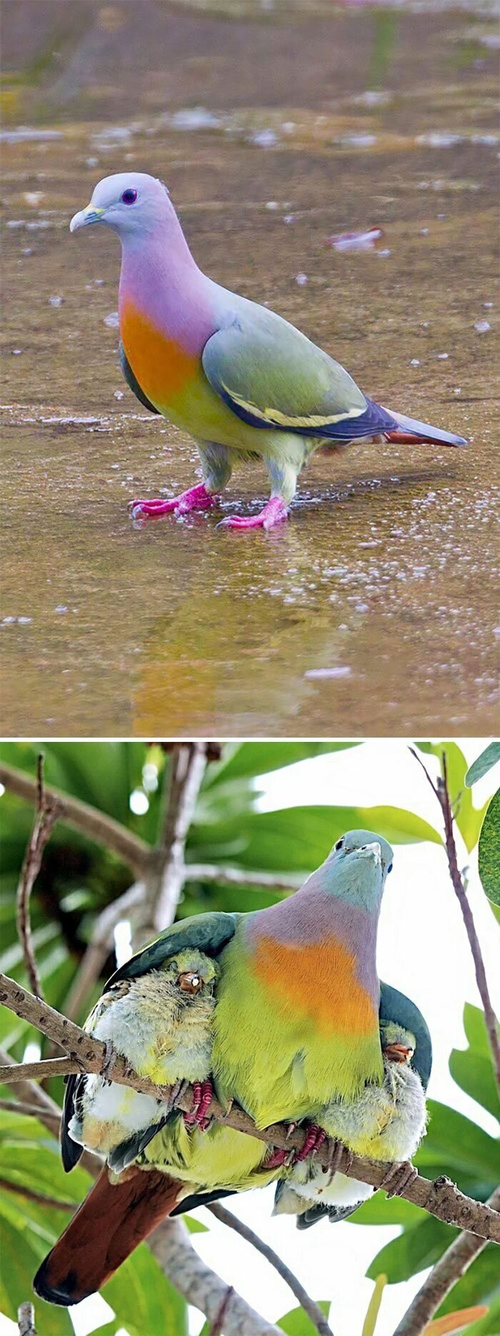 Розовошейный зелёный голубь