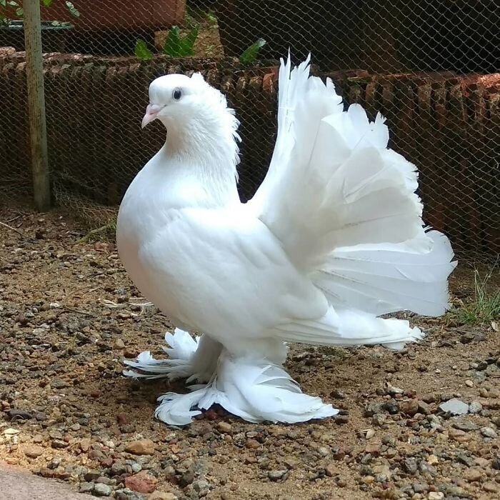 Индийский голубь с веерообразным хвостом