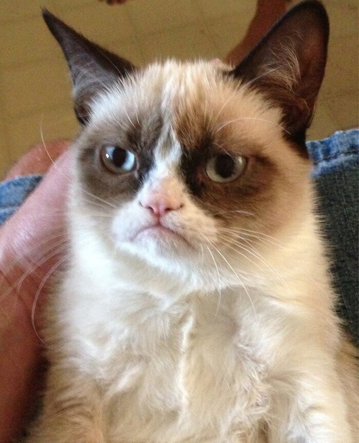 В мае прошлого года в возрасте семи лет скончалась Grumpy Cat - самая известная кошка-звезда мемов