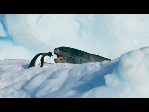 Зверюга и пингвин 