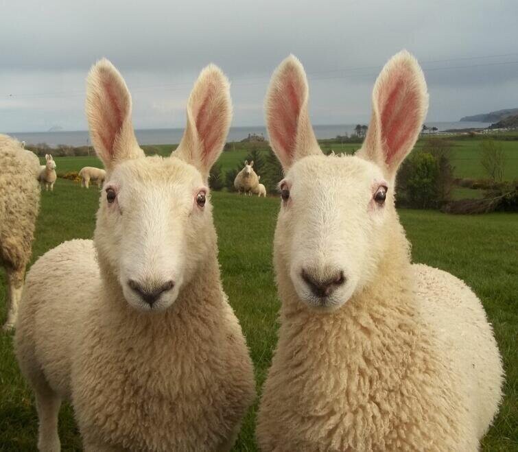 12. У овец породы бордер-лейстерские - уши напоминают заячьи