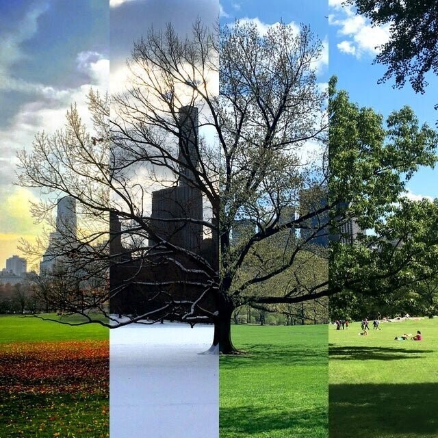 10. Фотограф снимал одно и то же дерево в Центральном парке Нью-Йорка в разные времена года