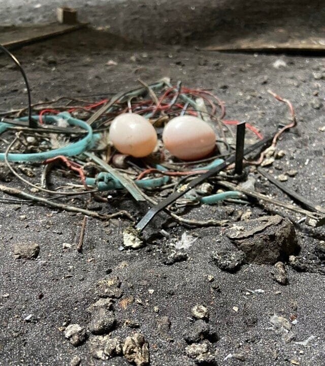 2. «Голубь свил гнездо из остатков материалов около химического завода»