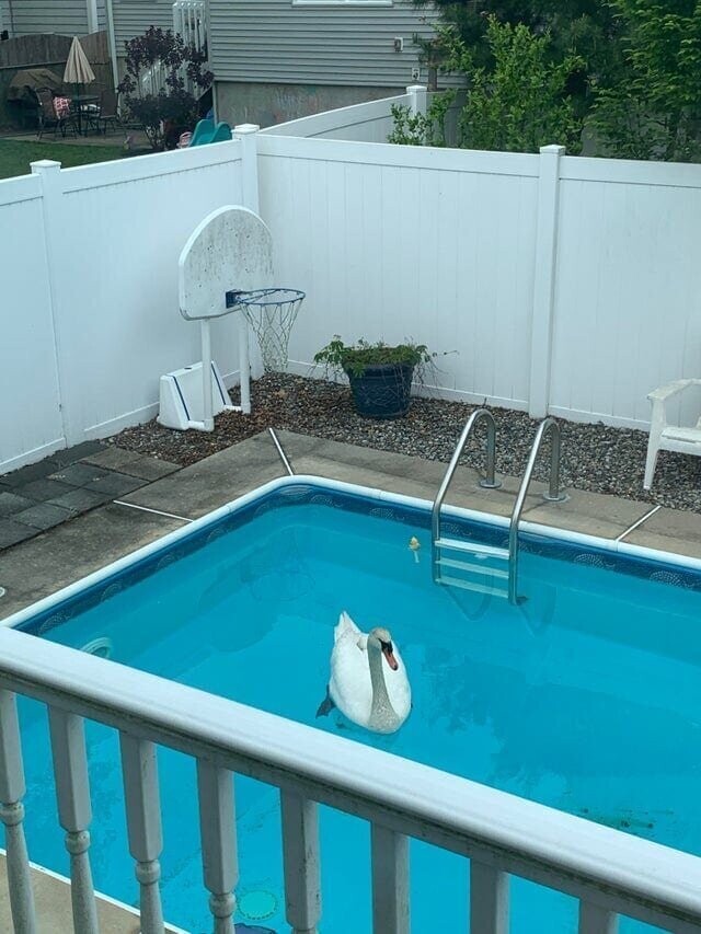 8. «Этим утром в моём бассейне плавал лебедь»