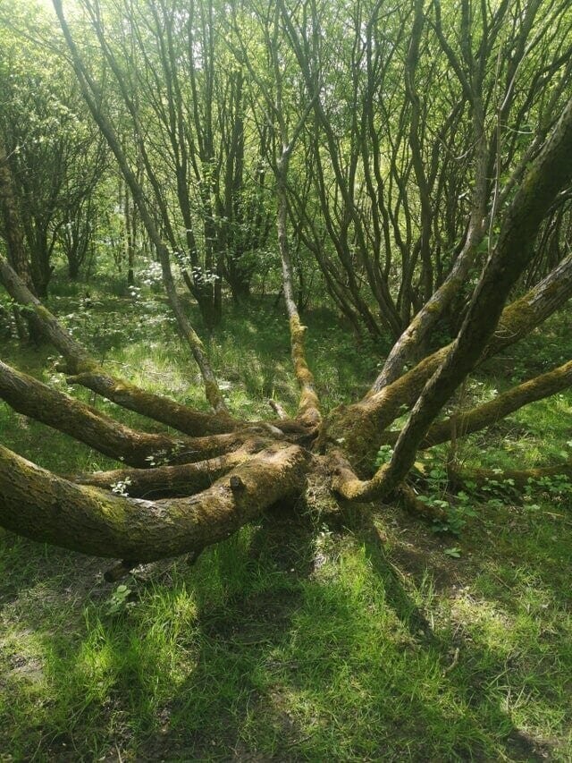 11. «Дерево-осьминог возле моего дома»