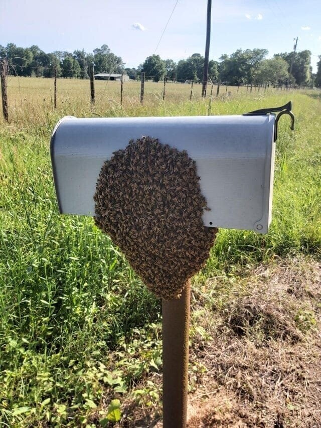 14. «Недавно мой почтовый ящик облюбовал пчелиный рой»