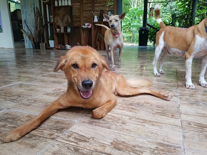 Пара из Литвы переехала в Таиланд, и приютила 15 бездомных собак