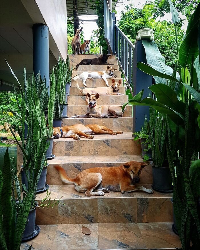 Пара из Литвы переехала в Таиланд, и приютила 15 бездомных собак