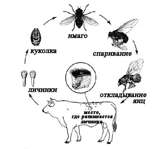 Овод: Типичная ошибка русских. Мифы и реальная опасность этих насекомых