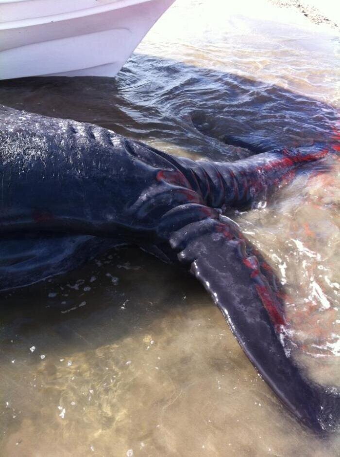 Чудо-юдо двухголовый рыба кит