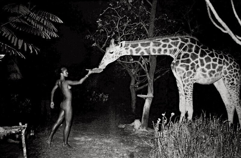 Морин Галлахер кормит жирафа. Фото Питера Борода, Найроби, Кения, 1987.