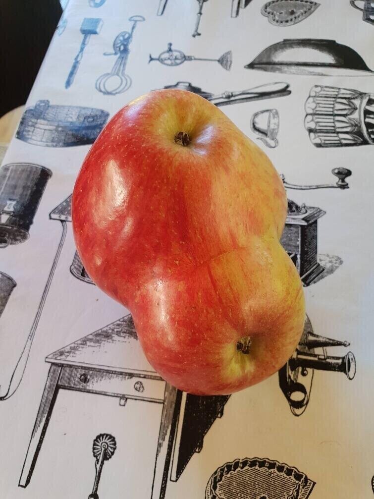 "В моём саду выросло яблоко, слившееся с другим яблоком"