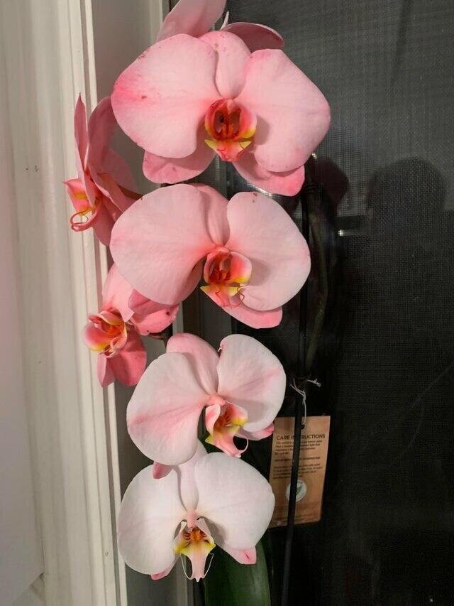"Моя орхидея имеет градиент"