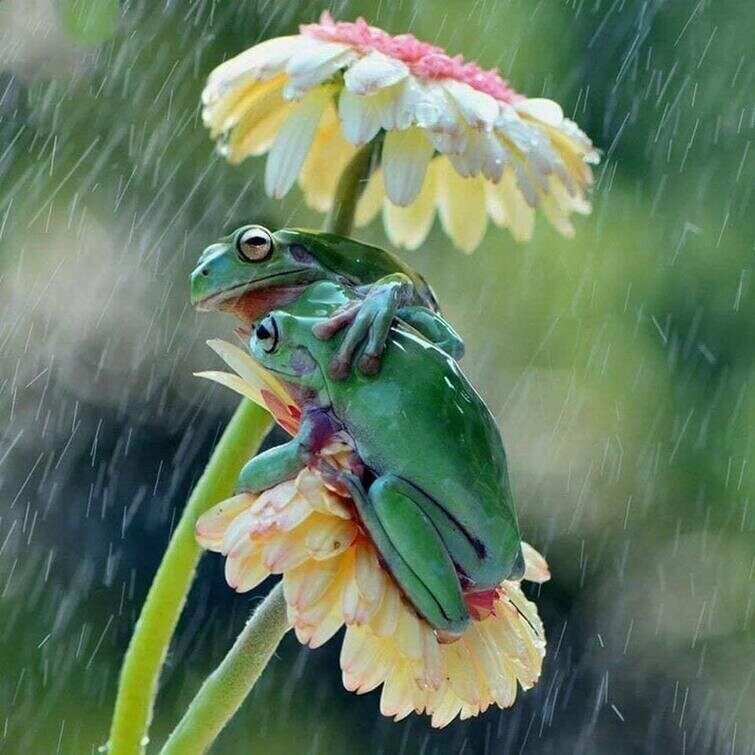 Две лягушки, использующие цветок в качестве зонтика