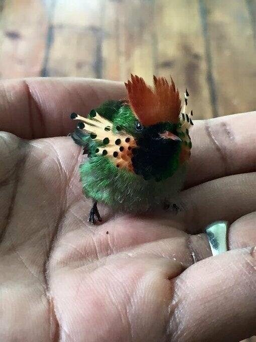 Пестрая южноамериканская колибри вида украшенная кокетка