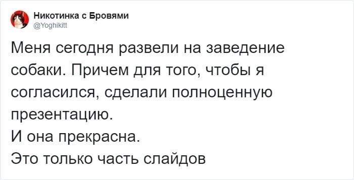 Парень рассказал, как девушка уговорила его завести собаку при помощи презентации