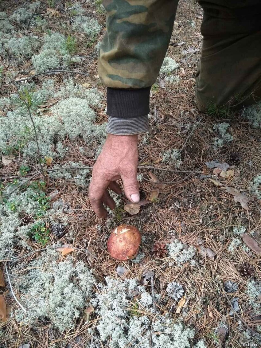 Вот и у нас в крае  грибочки появились