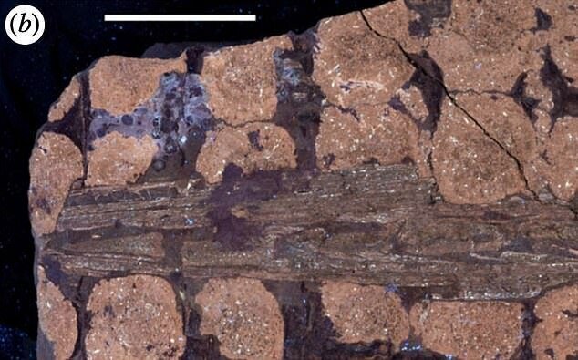"Этот желудок, извлеченный из мумифицированного нодозавра командой музея, на сегодня считается самым хорошо сохранившимся желудком динозавра из когда-либо обнаруженных," - пишет команда исследователей в Royal Society Open Science