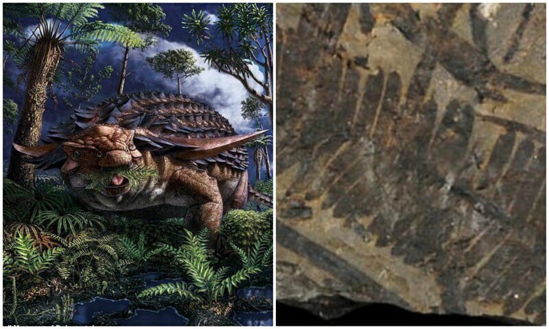 Ученые раскрыли, что древний панцирный динозавр съел перед смертью