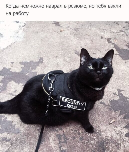 Смешные картинки от Чёрный кот за 09 июня 2020
